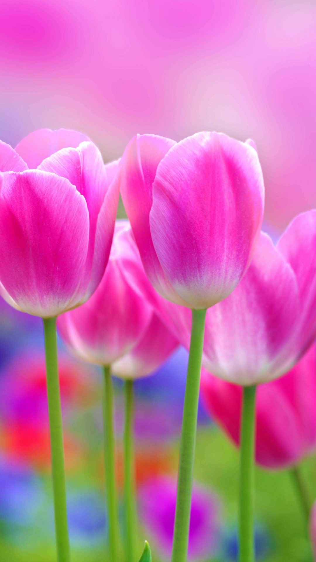 Full Screen Flower Hd Wallpapers