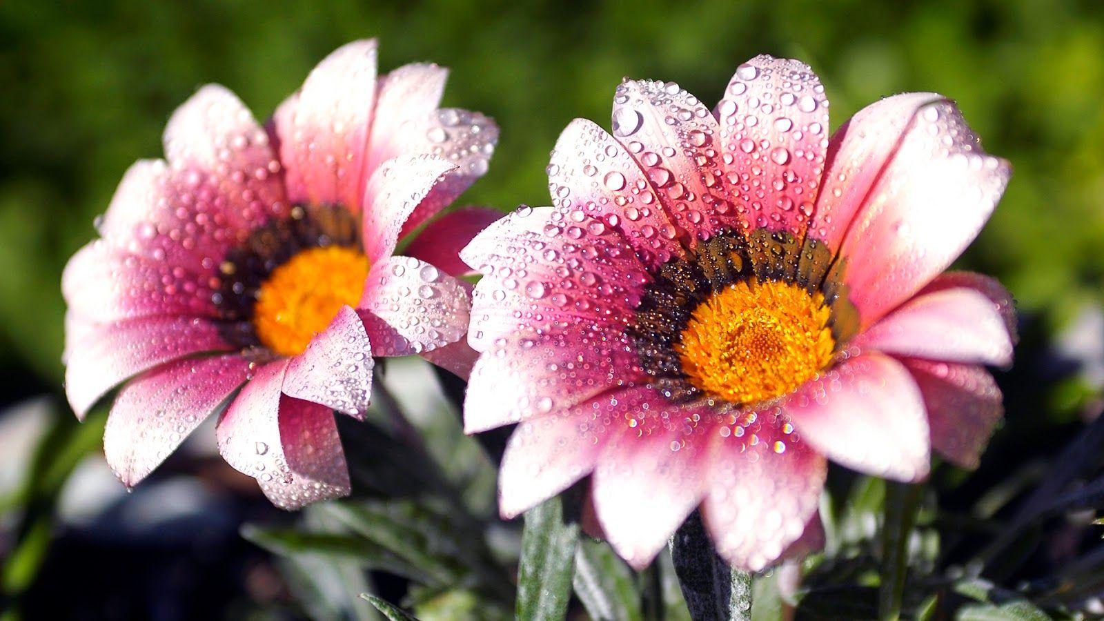 Full Screen Flower Hd Wallpapers