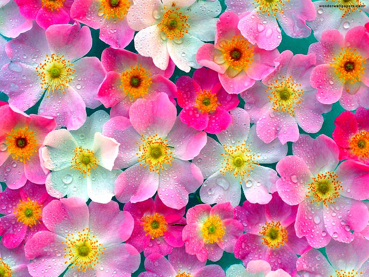 Full Screen Flower Hd Wallpapers