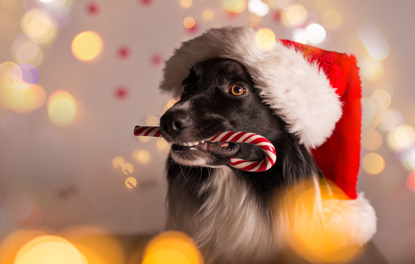 Funny Animal Christmas Pictures Wallpapers