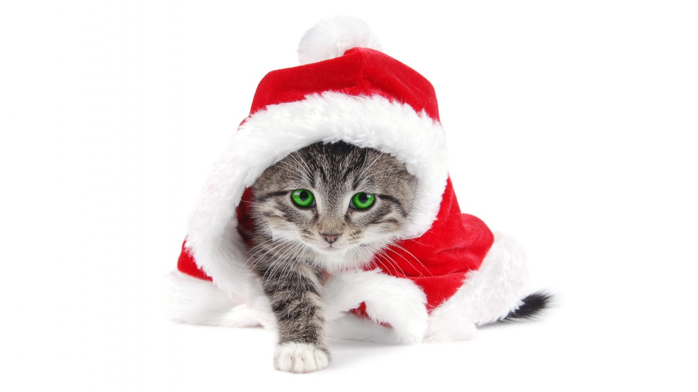 Funny Animal Christmas Pictures Wallpapers