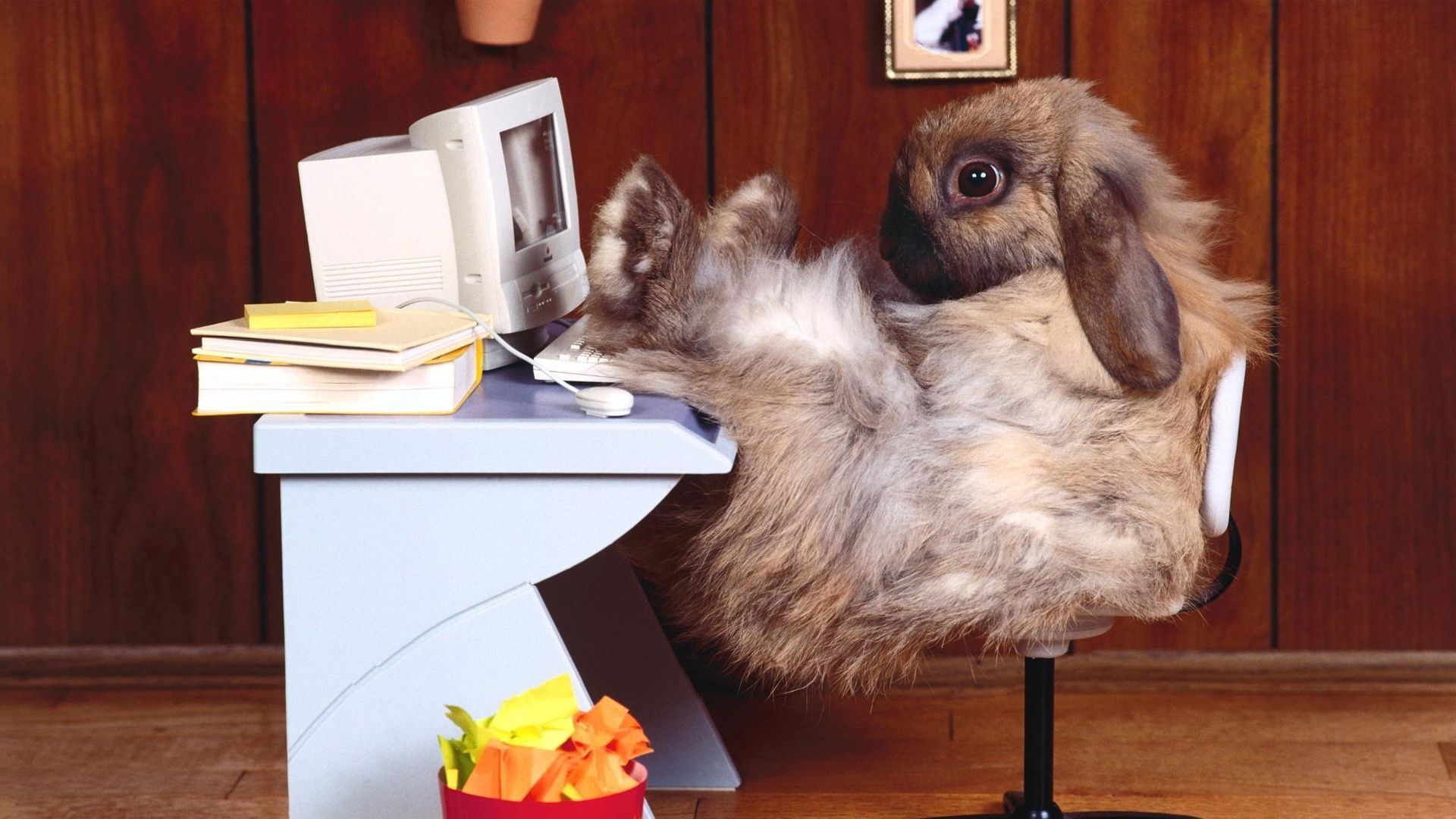 Funny Bunny Pics Wallpapers