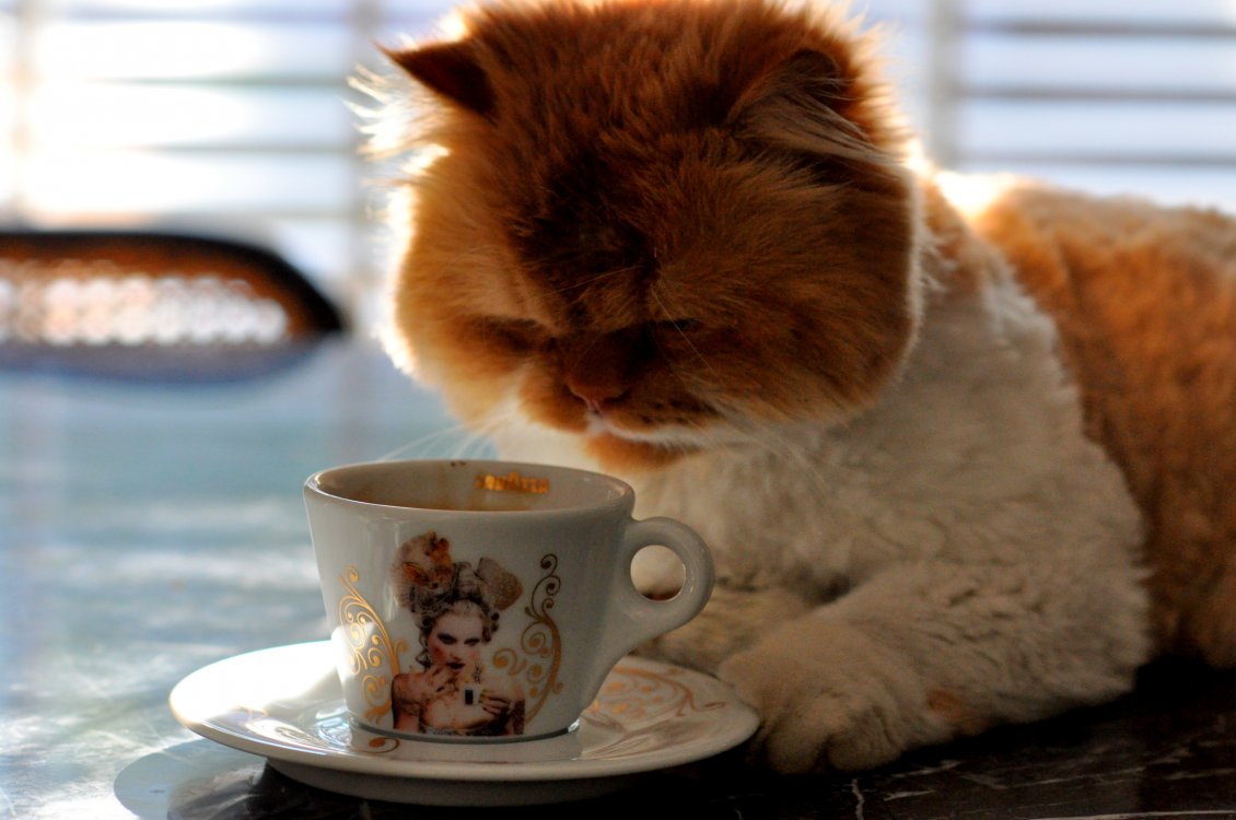 Funny Coffee Pictures Free Wallpapers