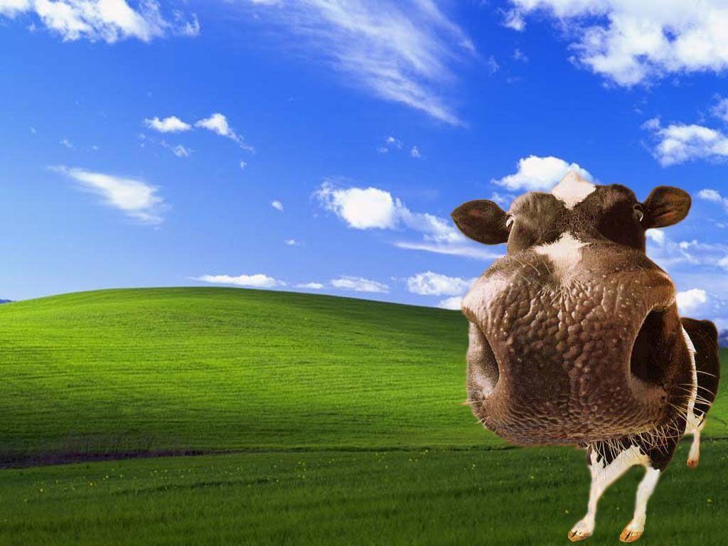 Funny Cow Wallpapers