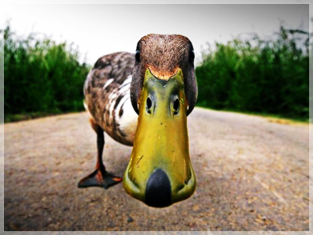 Funny Duck Wallpapers