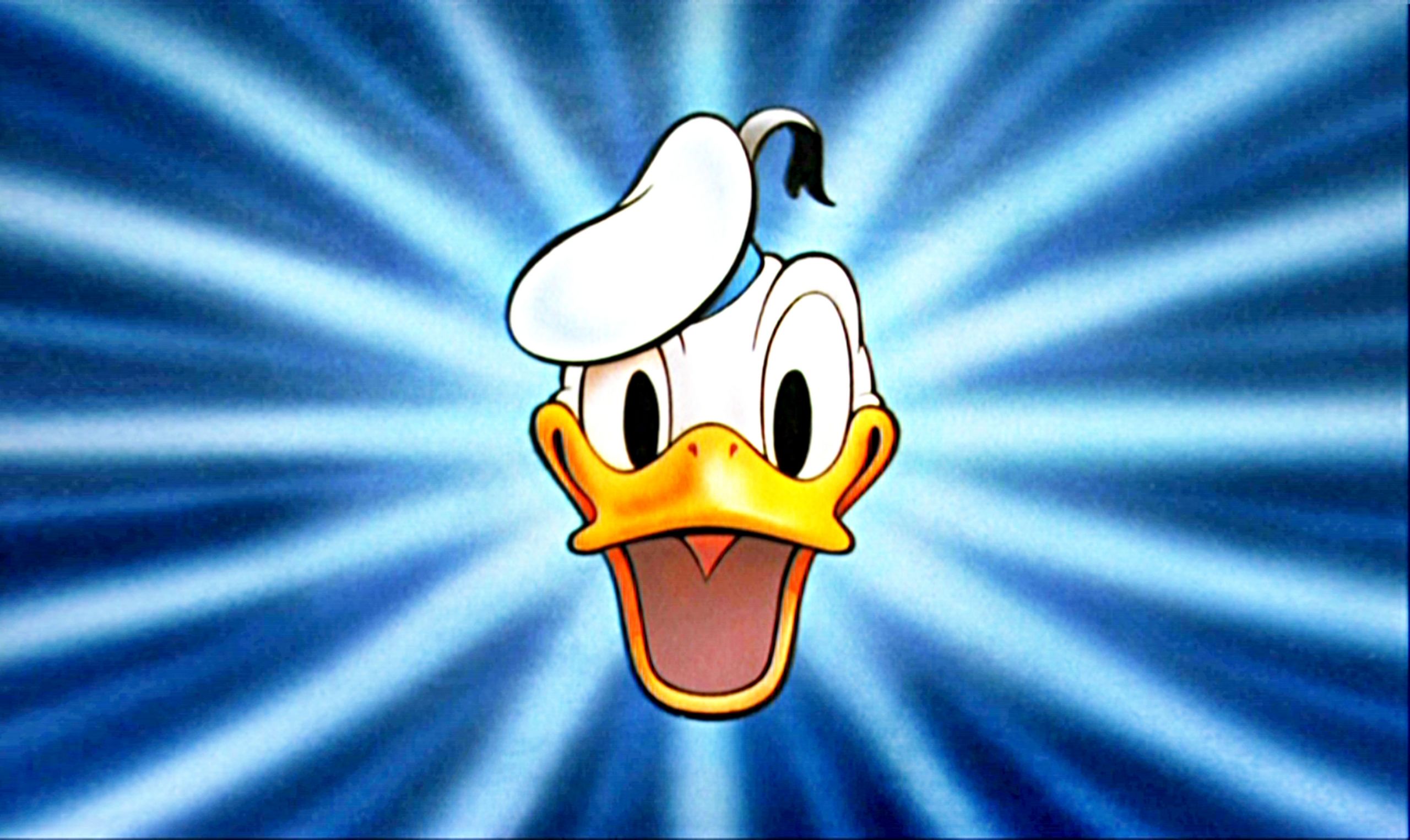 Funny Duck Wallpapers