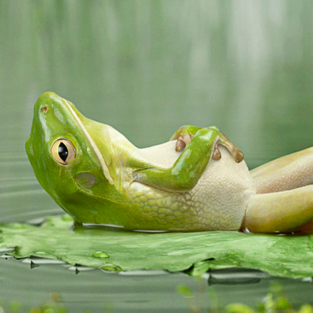 Funny Frogs Wallpapers