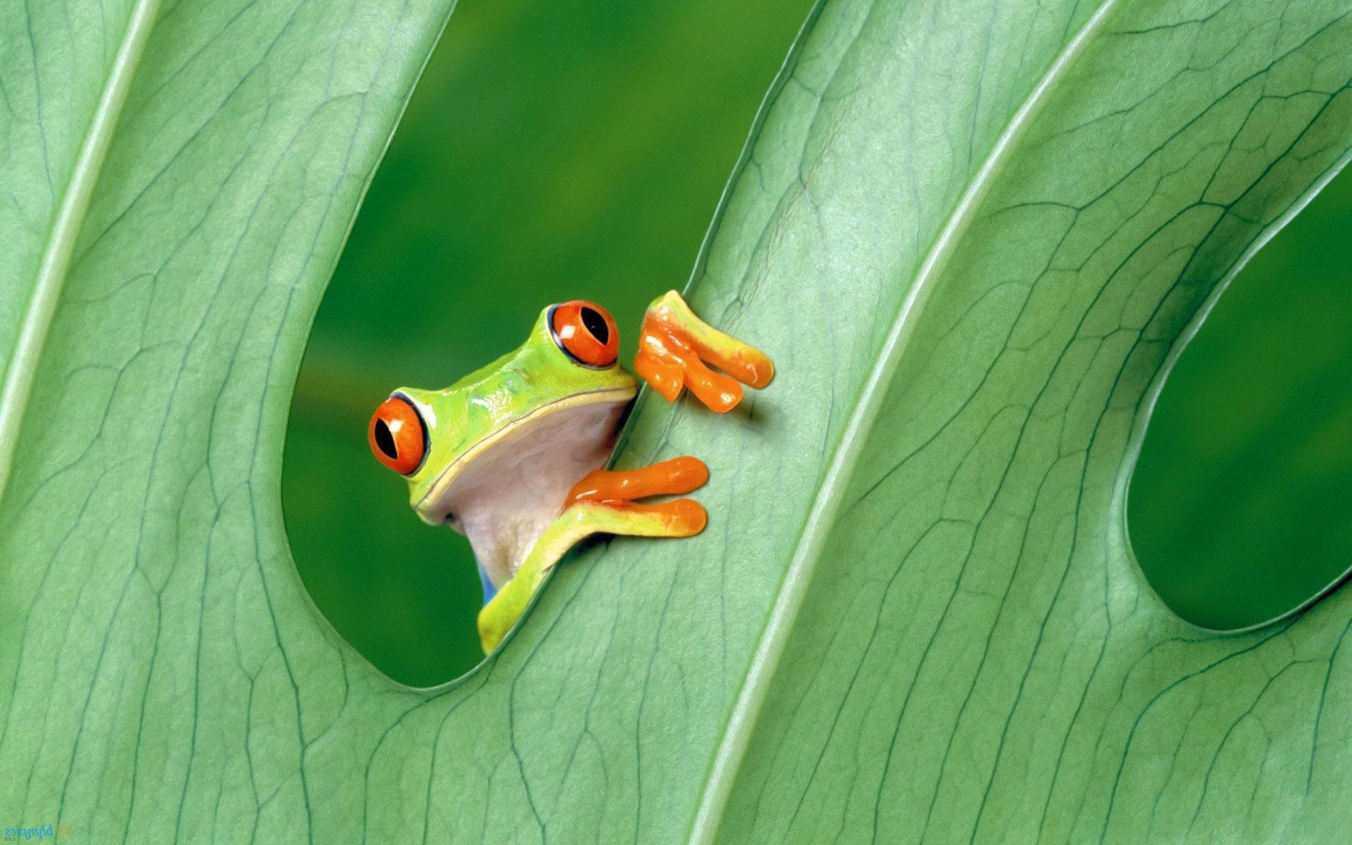 Funny Frogs Wallpapers