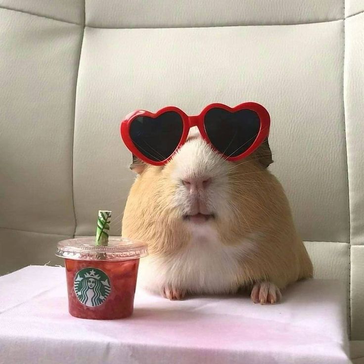 Funny Guinea Pig Wallpapers