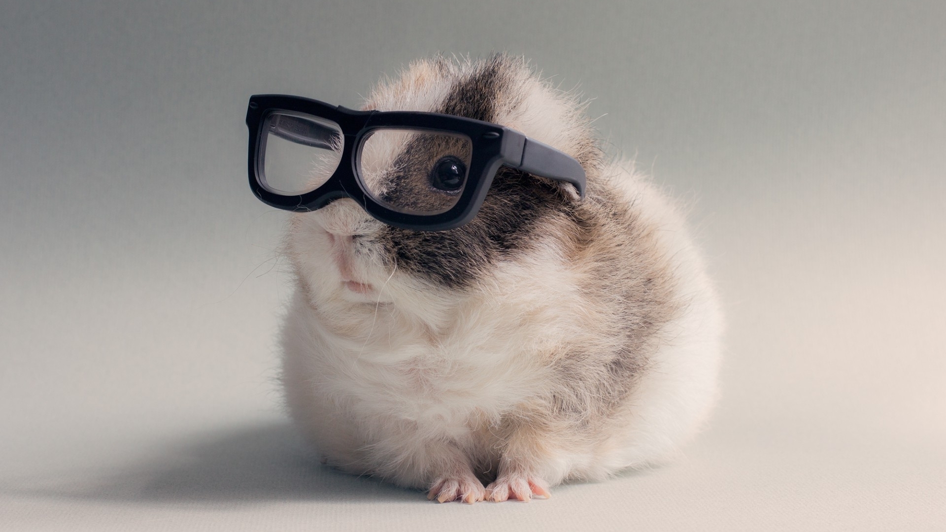 Funny Guinea Pig Wallpapers