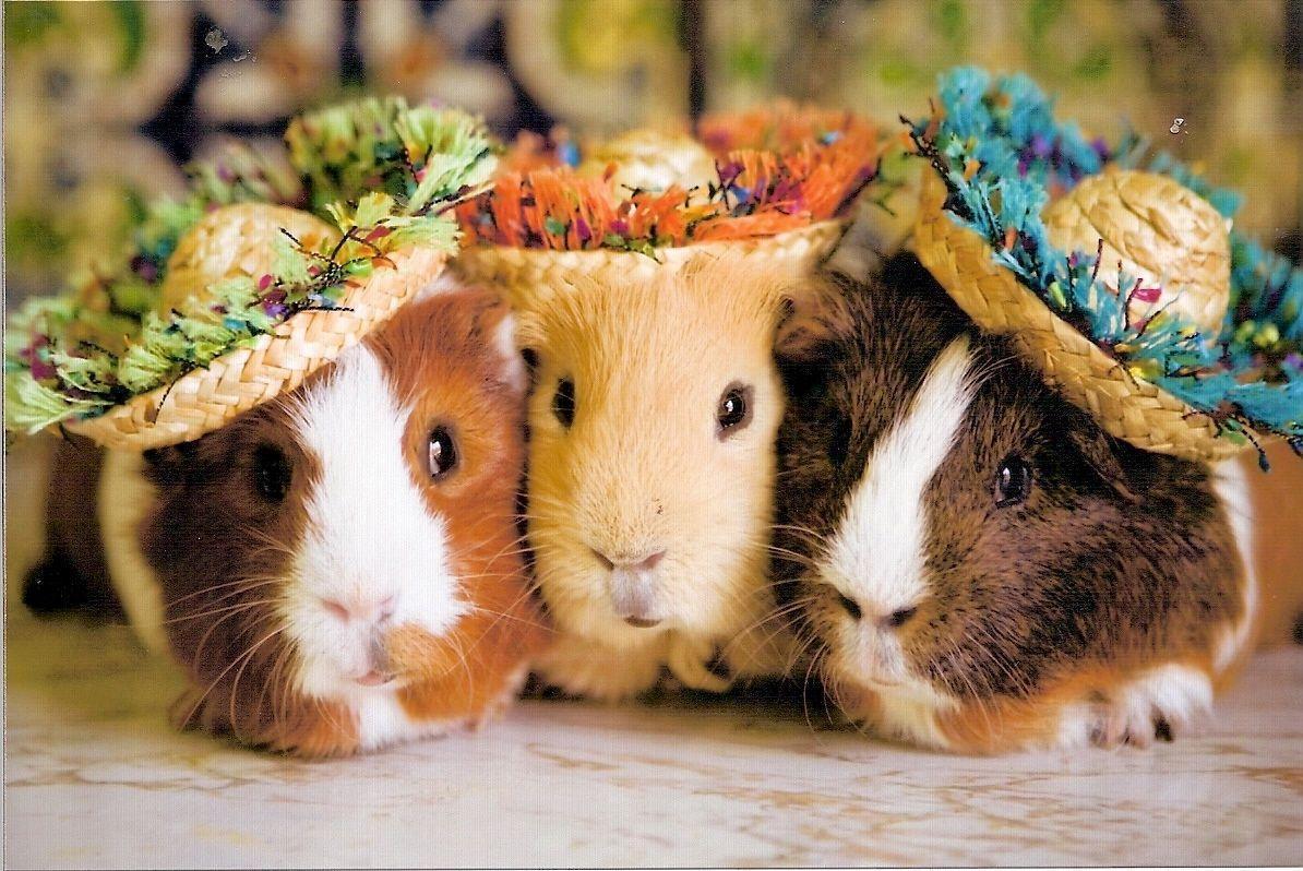 Funny Guinea Pig Wallpapers