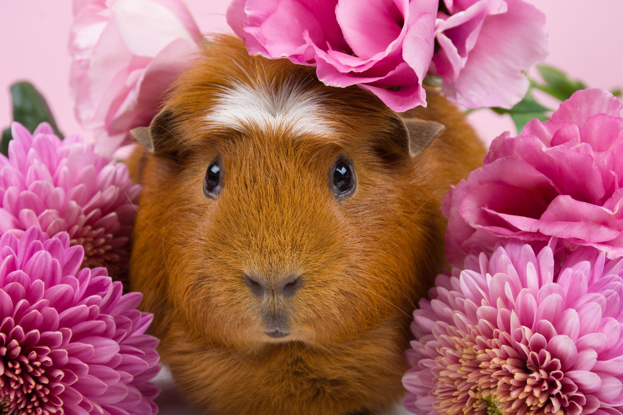 Funny Guinea Pig Wallpapers