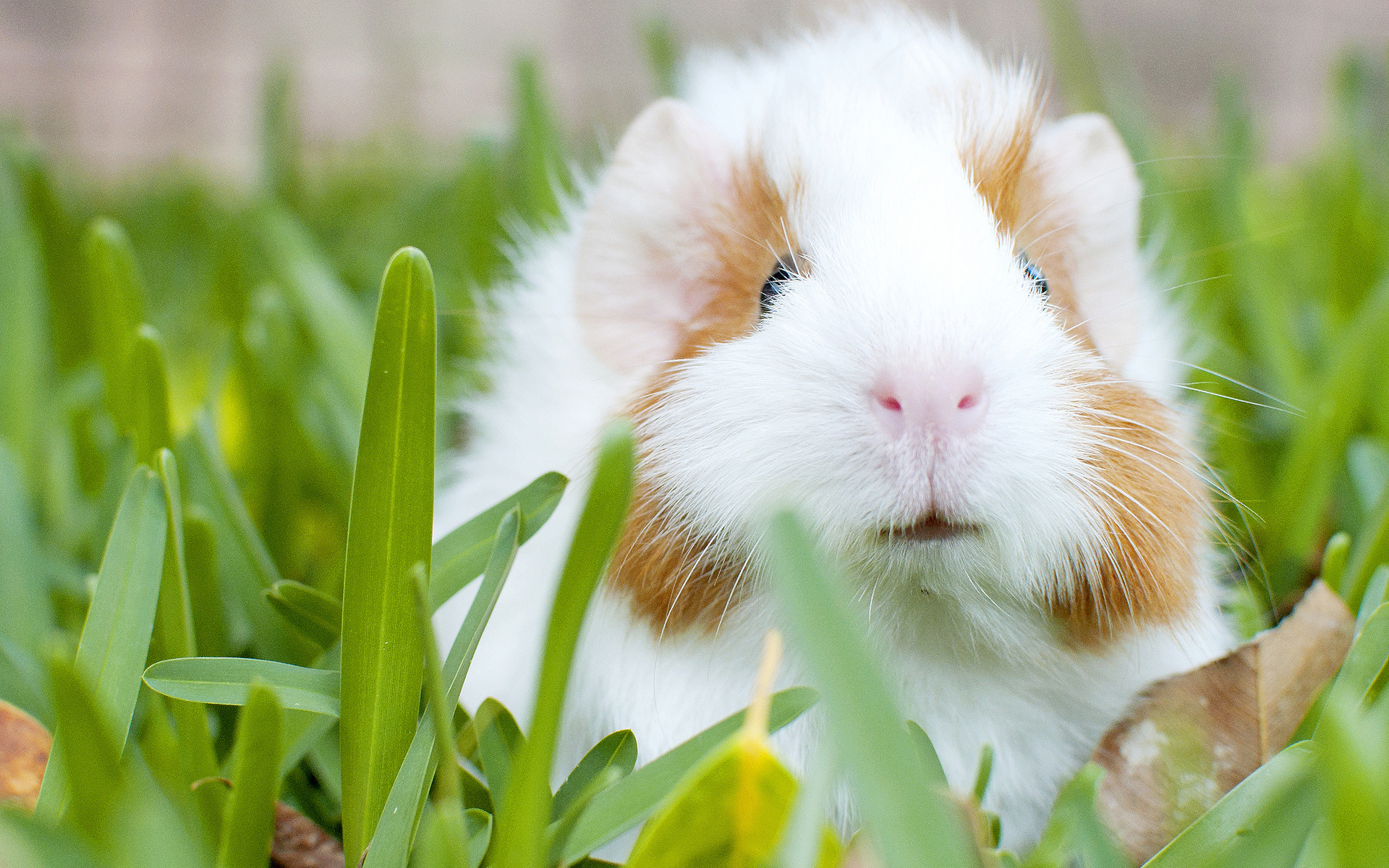 Funny Guinea Pig Wallpapers