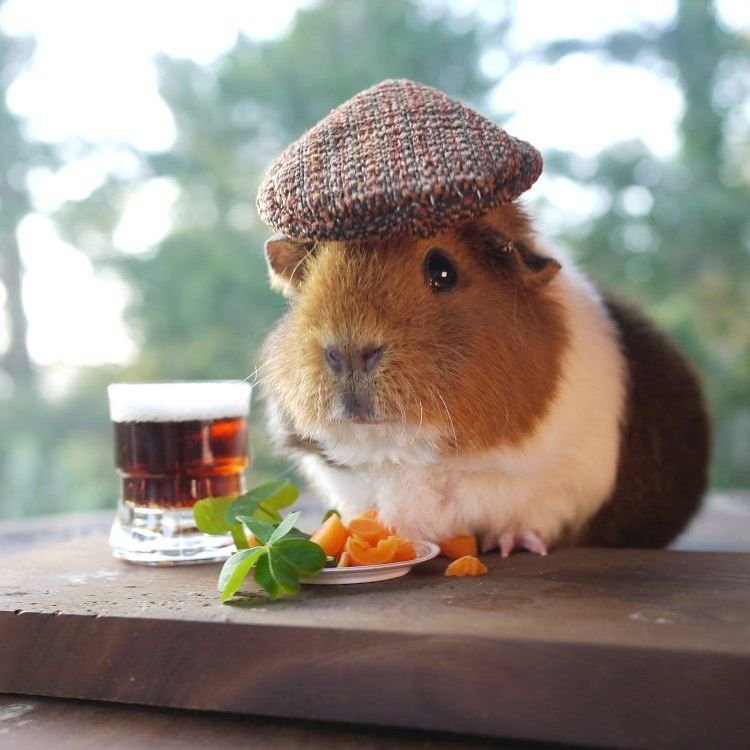 Funny Guinea Pig Wallpapers