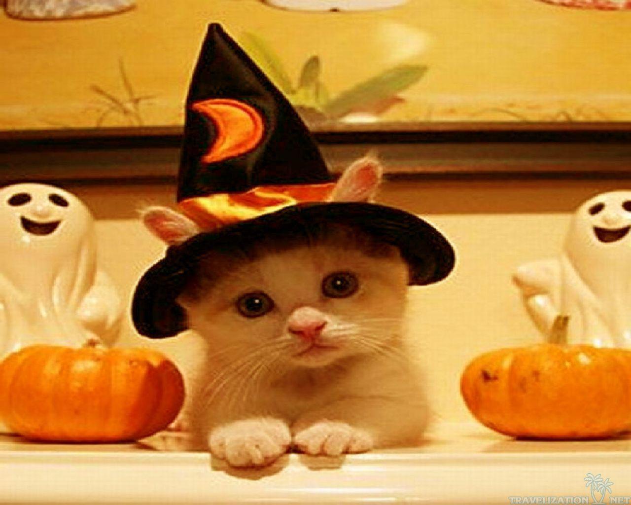 Funny Halloween Animals Wallpapers