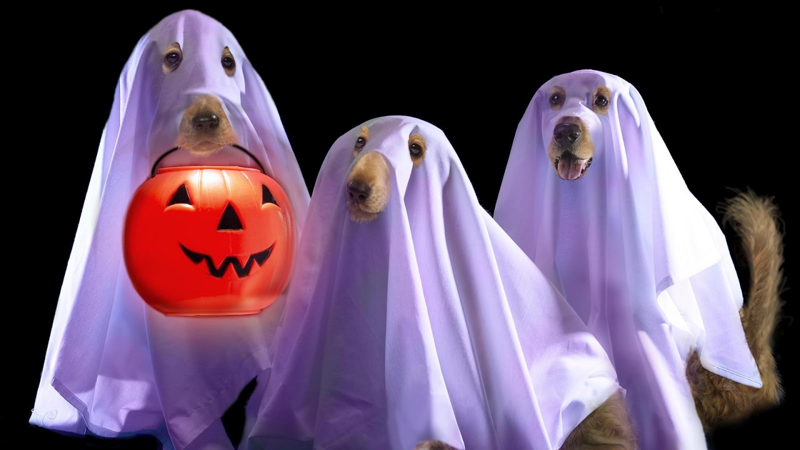 Funny Halloween Animals Wallpapers