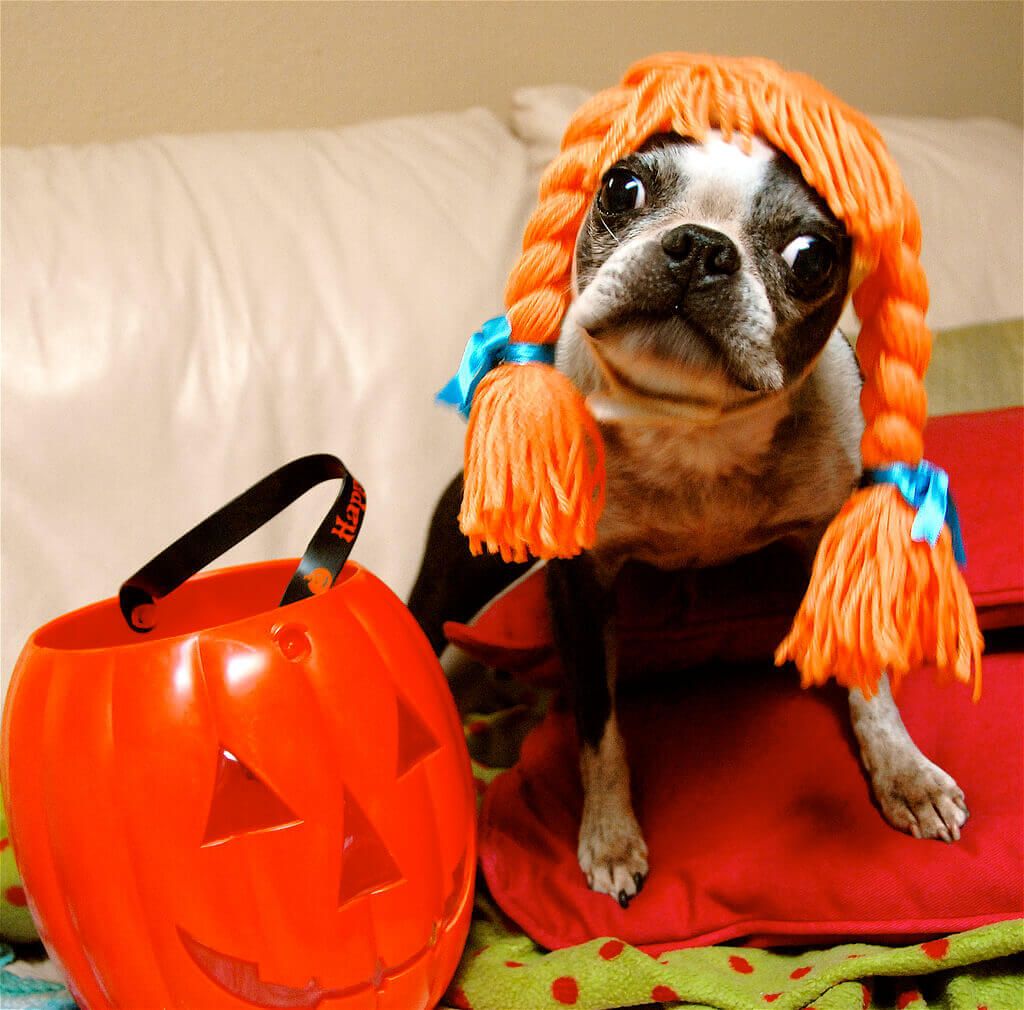 Funny Halloween Animals Wallpapers