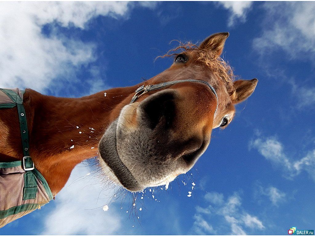 Funny Horse Wallpapers