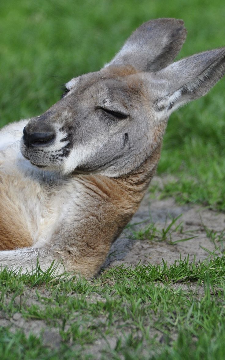 Funny Kangaroo Pic Wallpapers