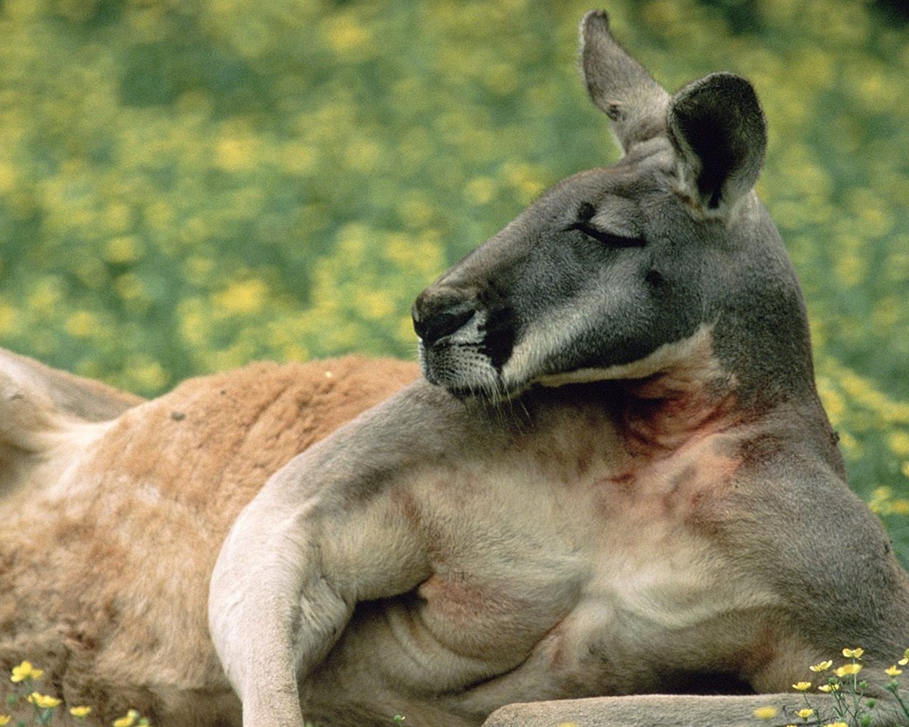 Funny Kangaroo Pic Wallpapers