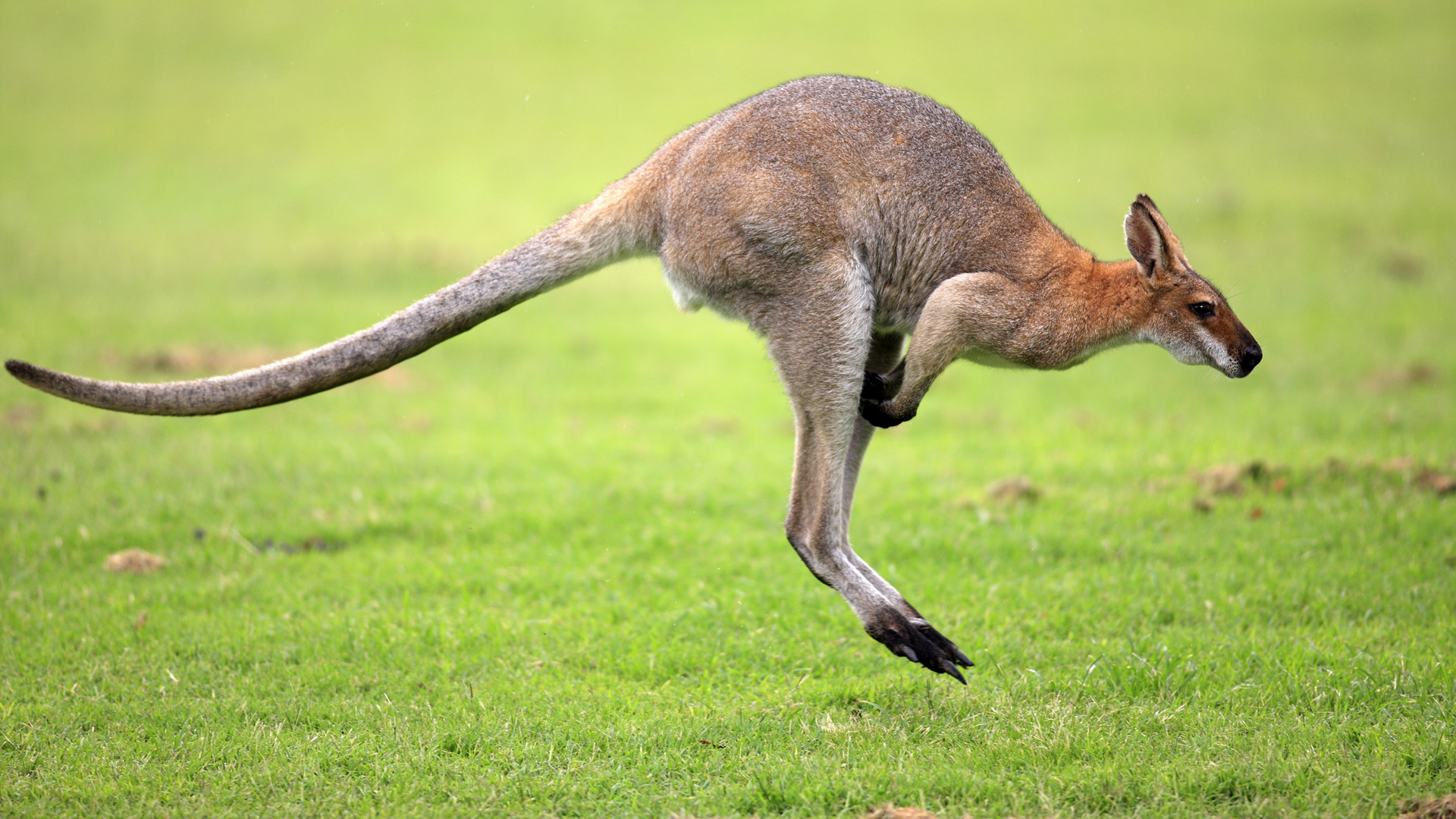 Funny Kangaroo Pic Wallpapers