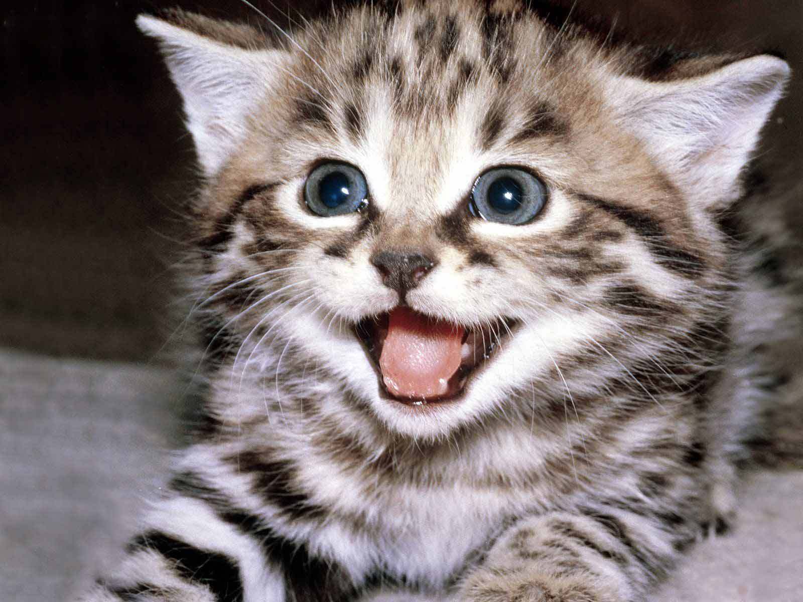 Funny Kitten Wallpapers