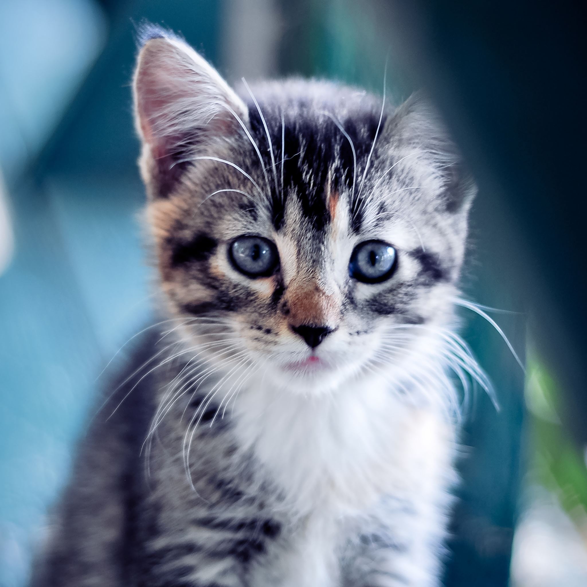 Funny Kitten Wallpapers