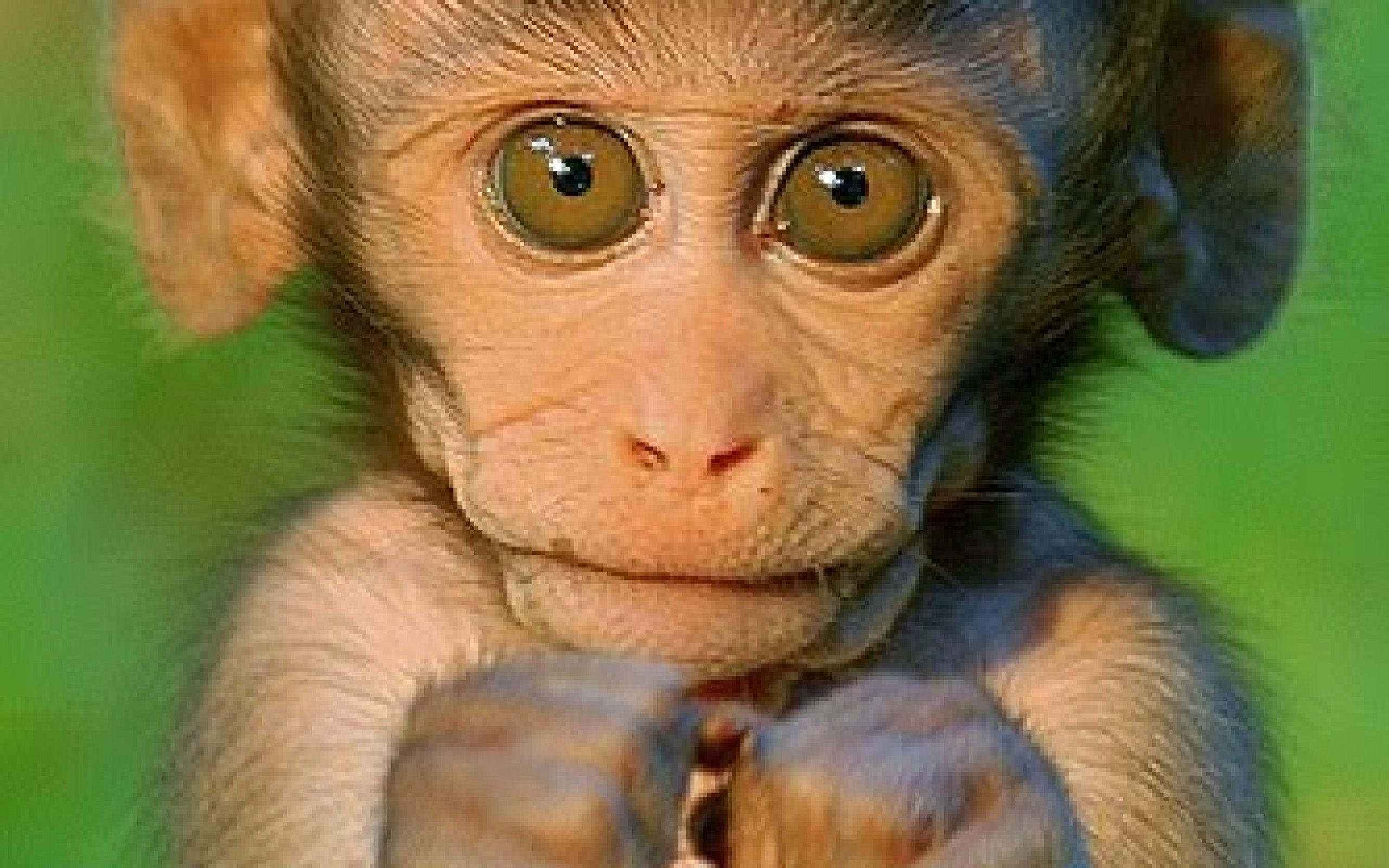 Funny Monkey Wallpapers