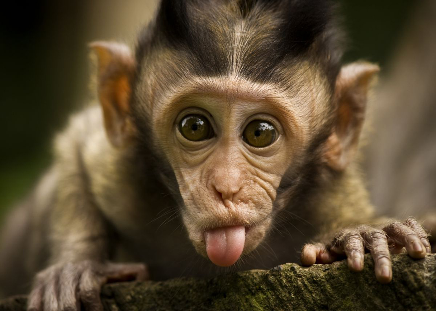 Funny Monkey Wallpapers