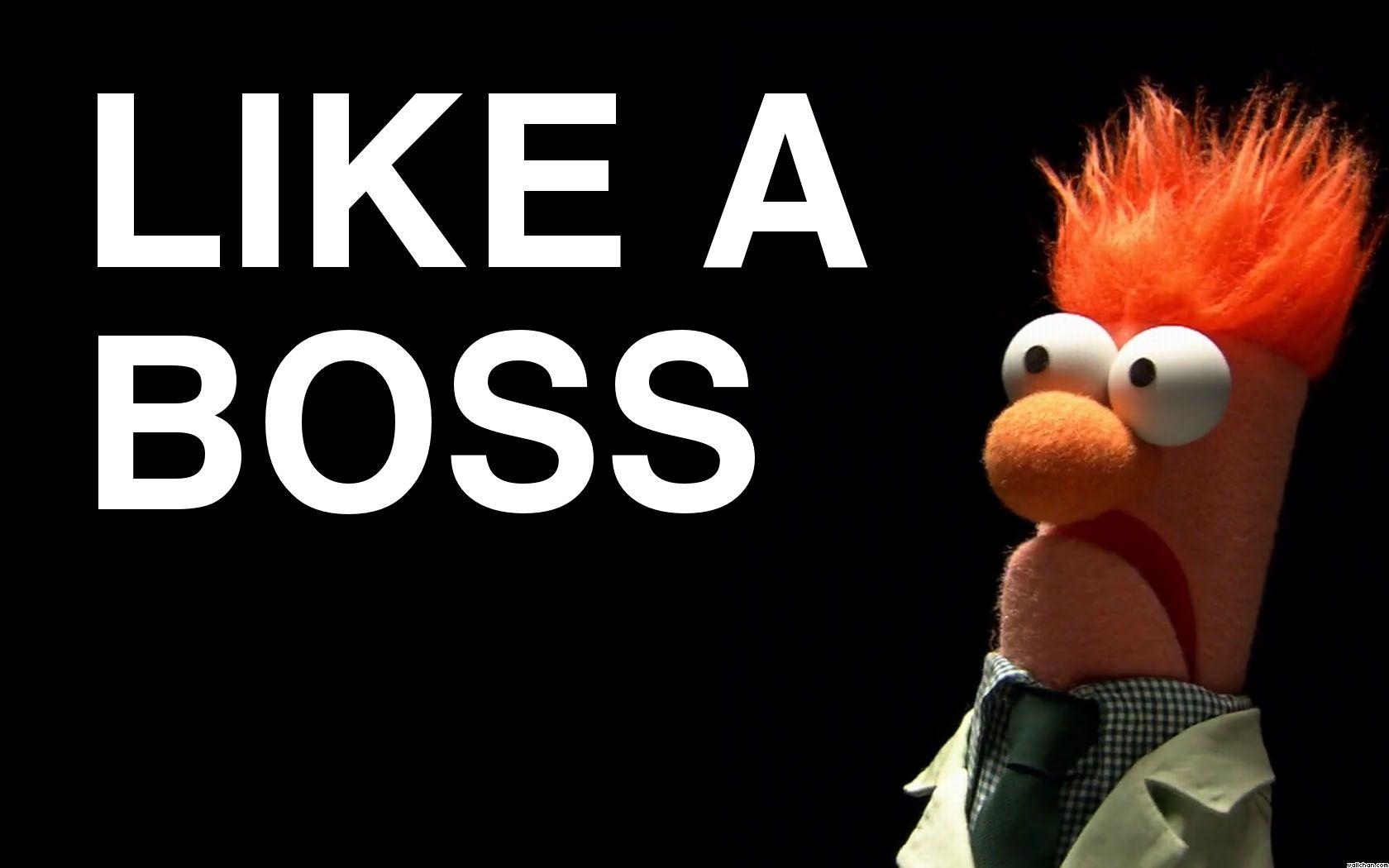 Funny Muppet Pics Wallpapers