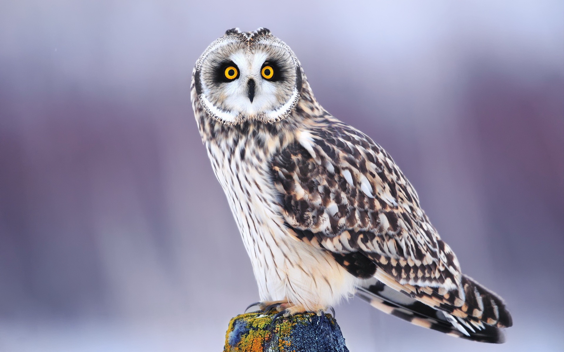 Funny Owl Pictures Wallpapers