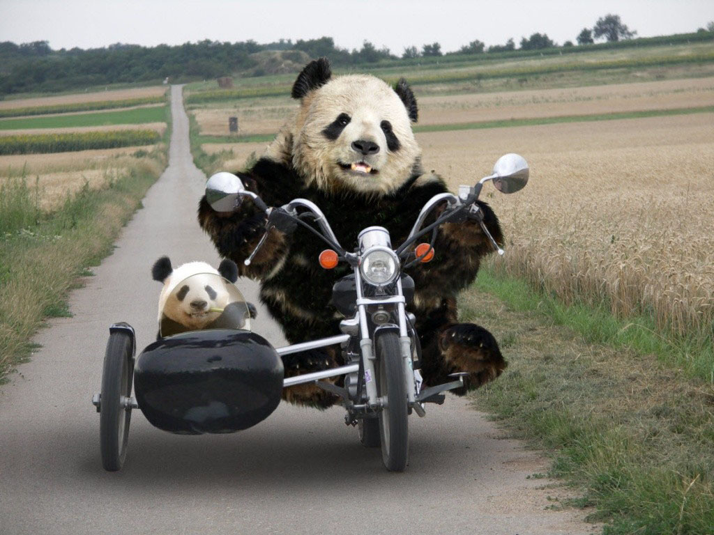 Funny Panda Wallpapers