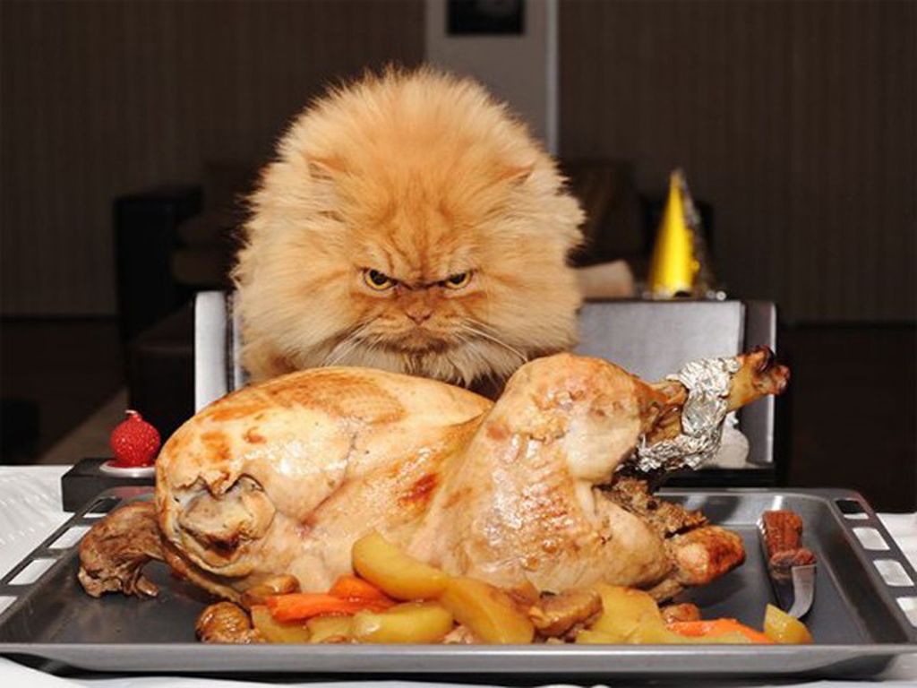 Funny Thanksgiving Wallpapers