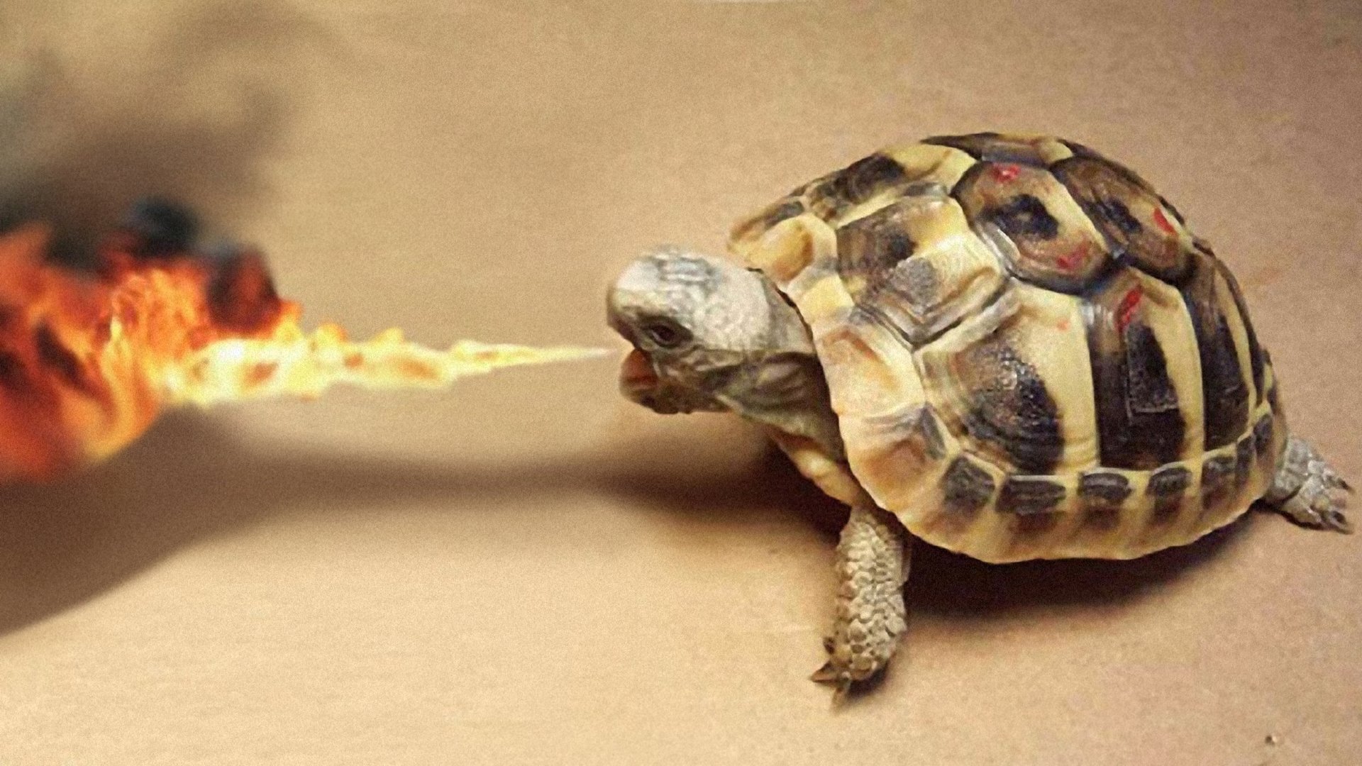 Funny Turtle Wallpapers