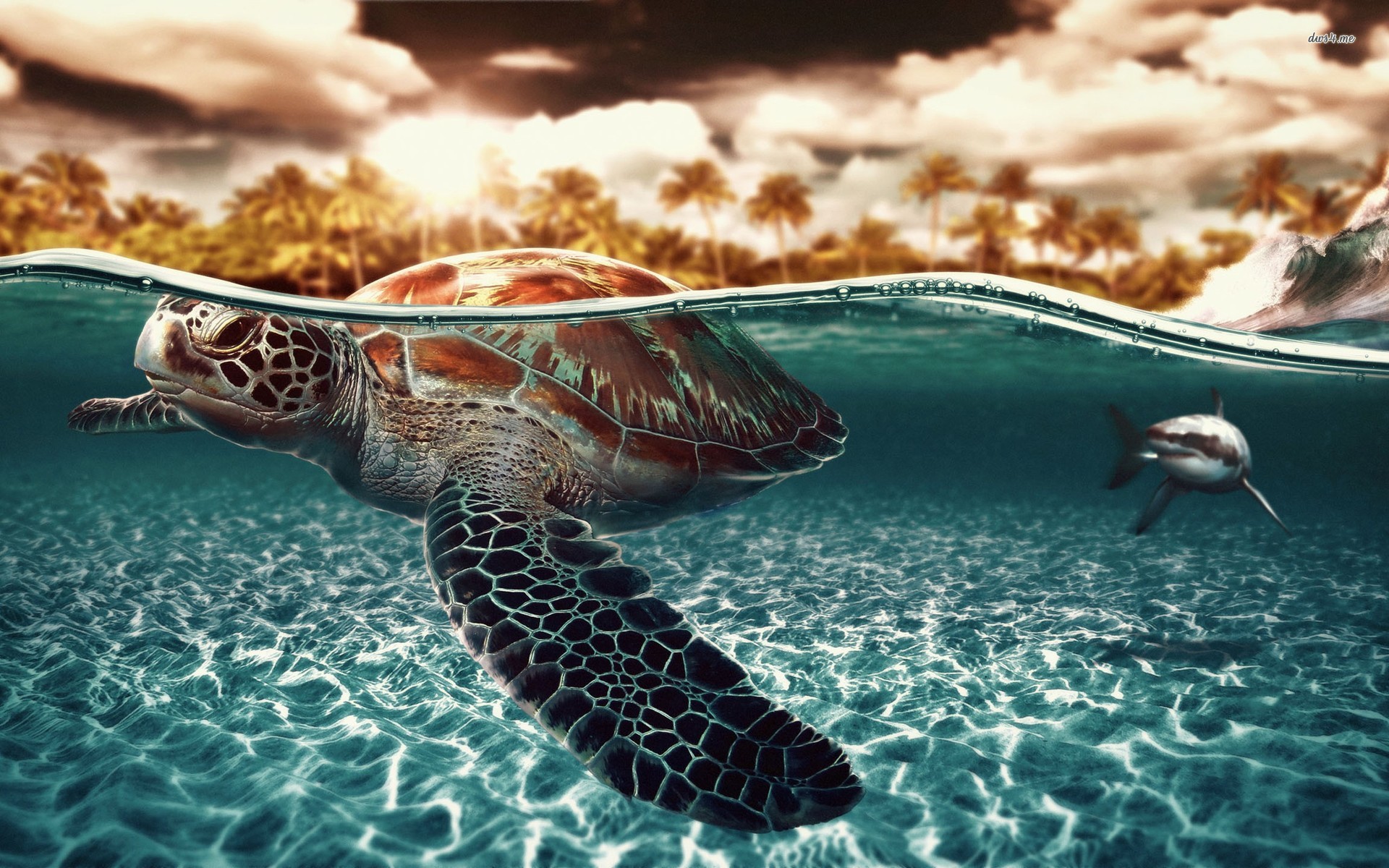 Funny Turtle Wallpapers