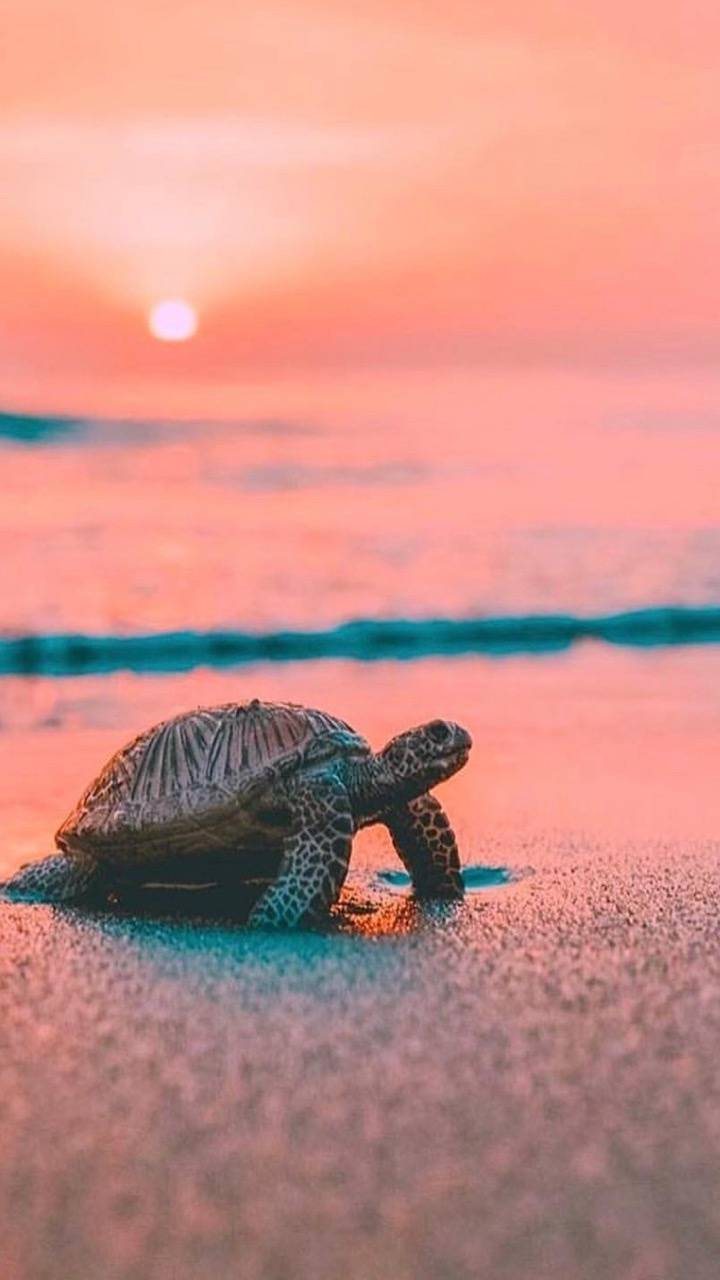 Funny Turtle Wallpapers