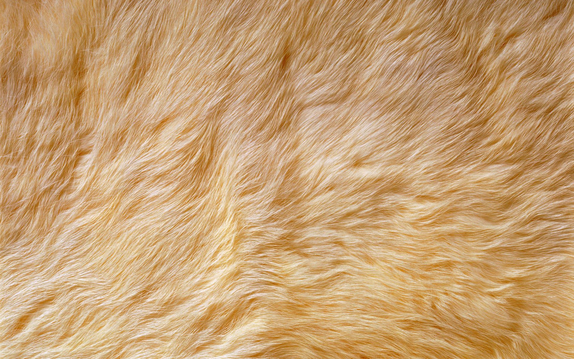 Fur Wallpapers