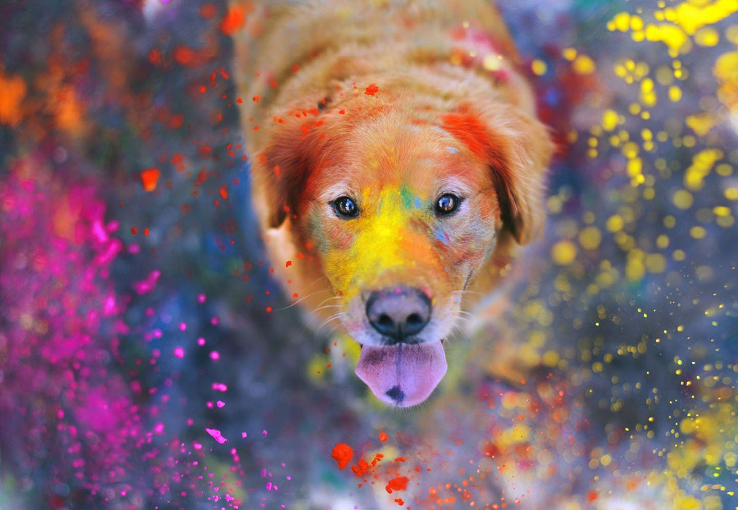 Galaxy Dog Wallpapers