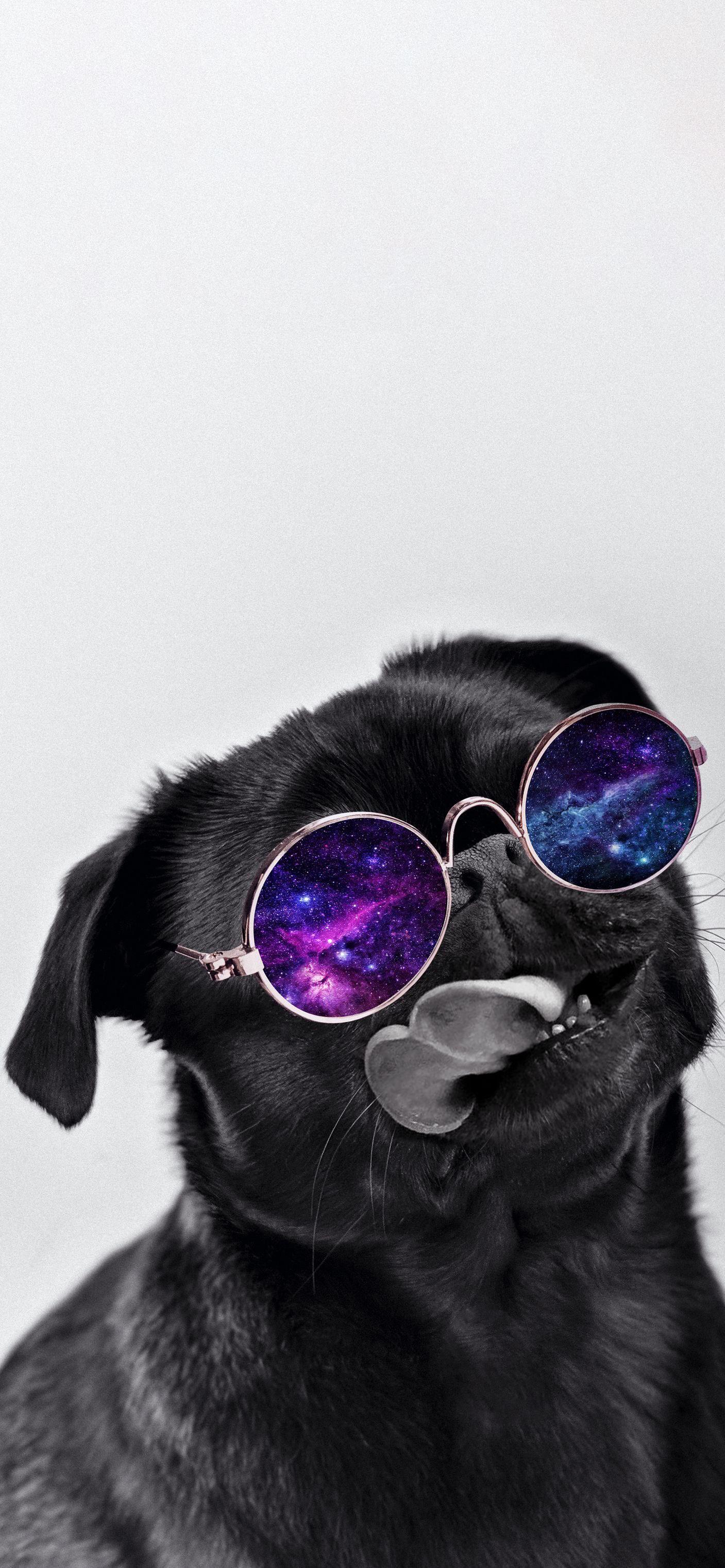 Galaxy Dog Wallpapers