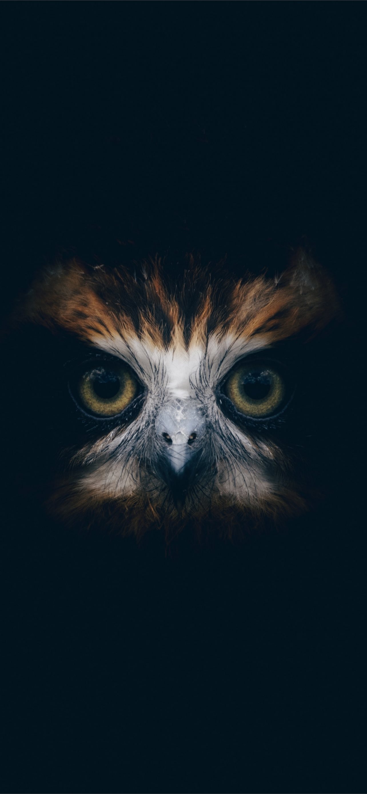 Galaxy Owl Wallpapers