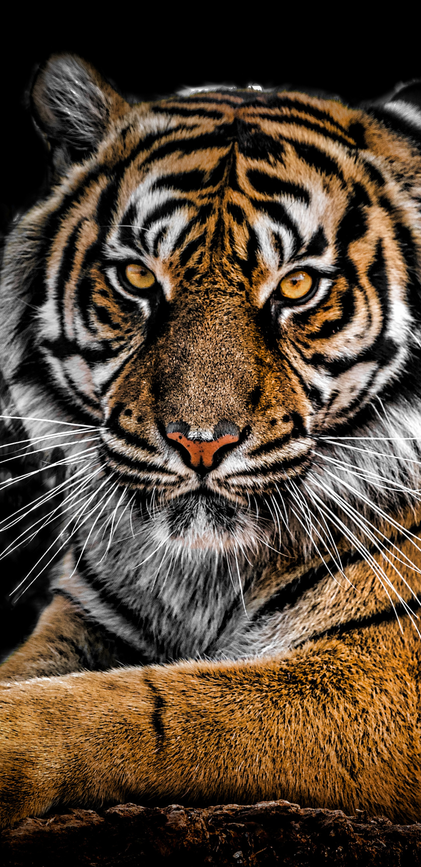 Galaxy Tiger Wallpapers