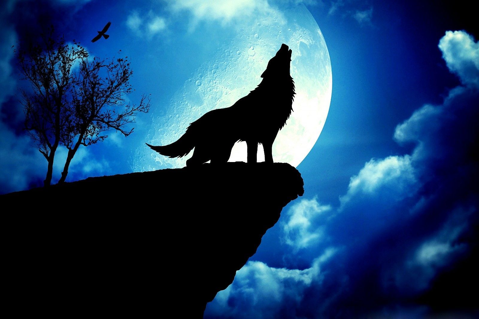 Galaxy Wolf Howling Wallpapers