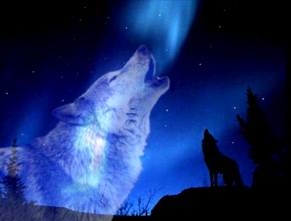 Galaxy Wolf Howling Wallpapers