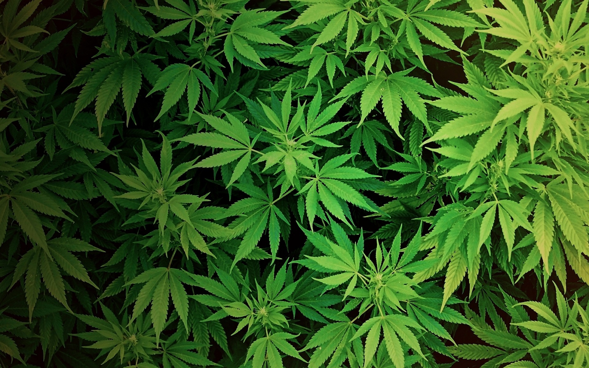 Ganja Wallpapers