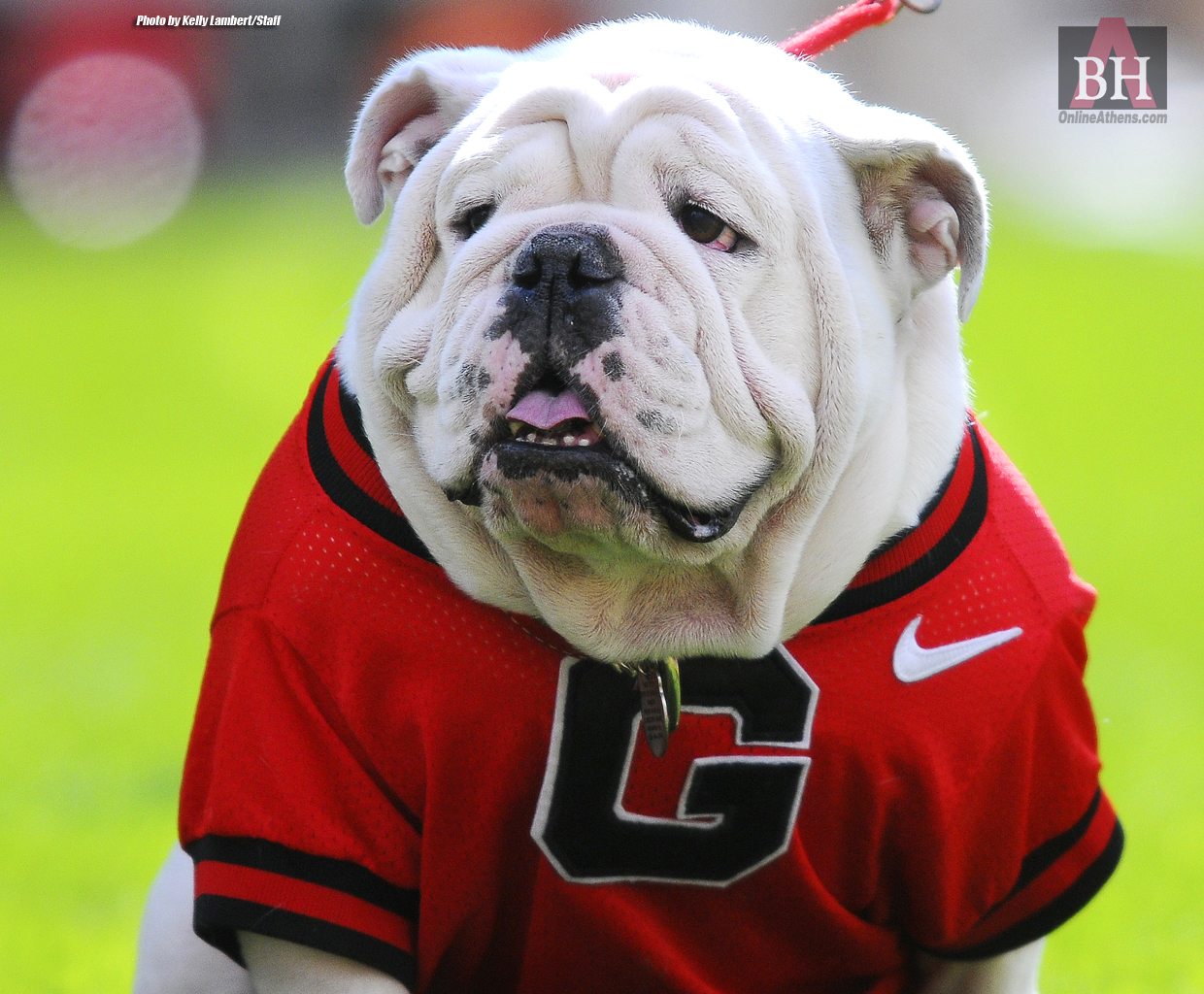 Georgia Bulldog Phone Wallpapers