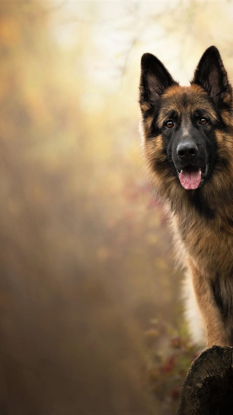 German Shepherd Iphone Wallpapers