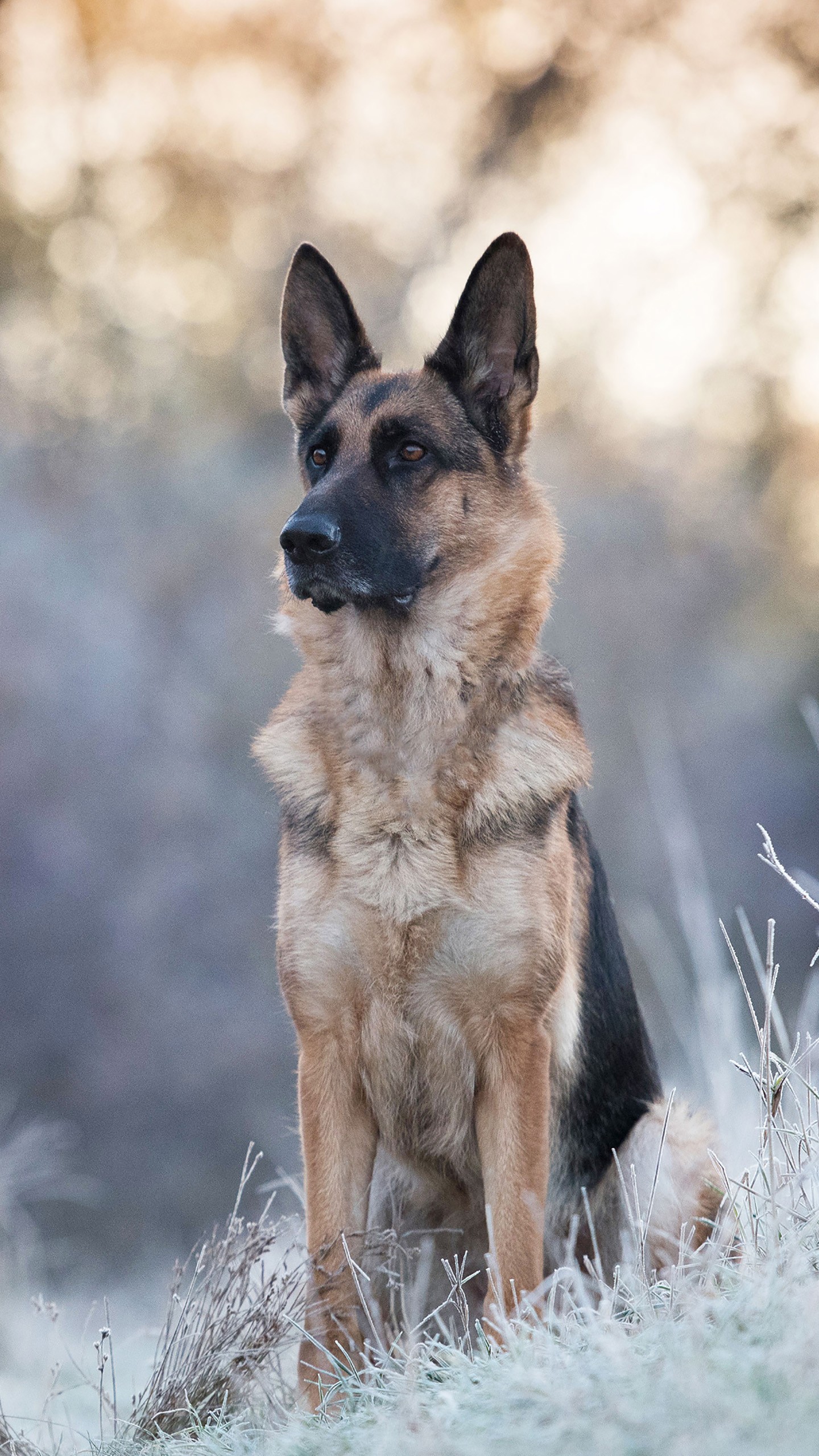 German Shepherd Iphone Wallpapers