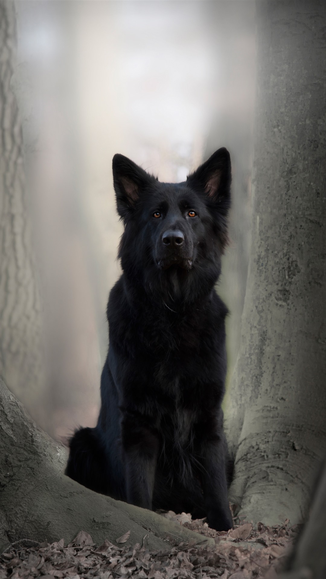 German Shepherd Iphone Wallpapers