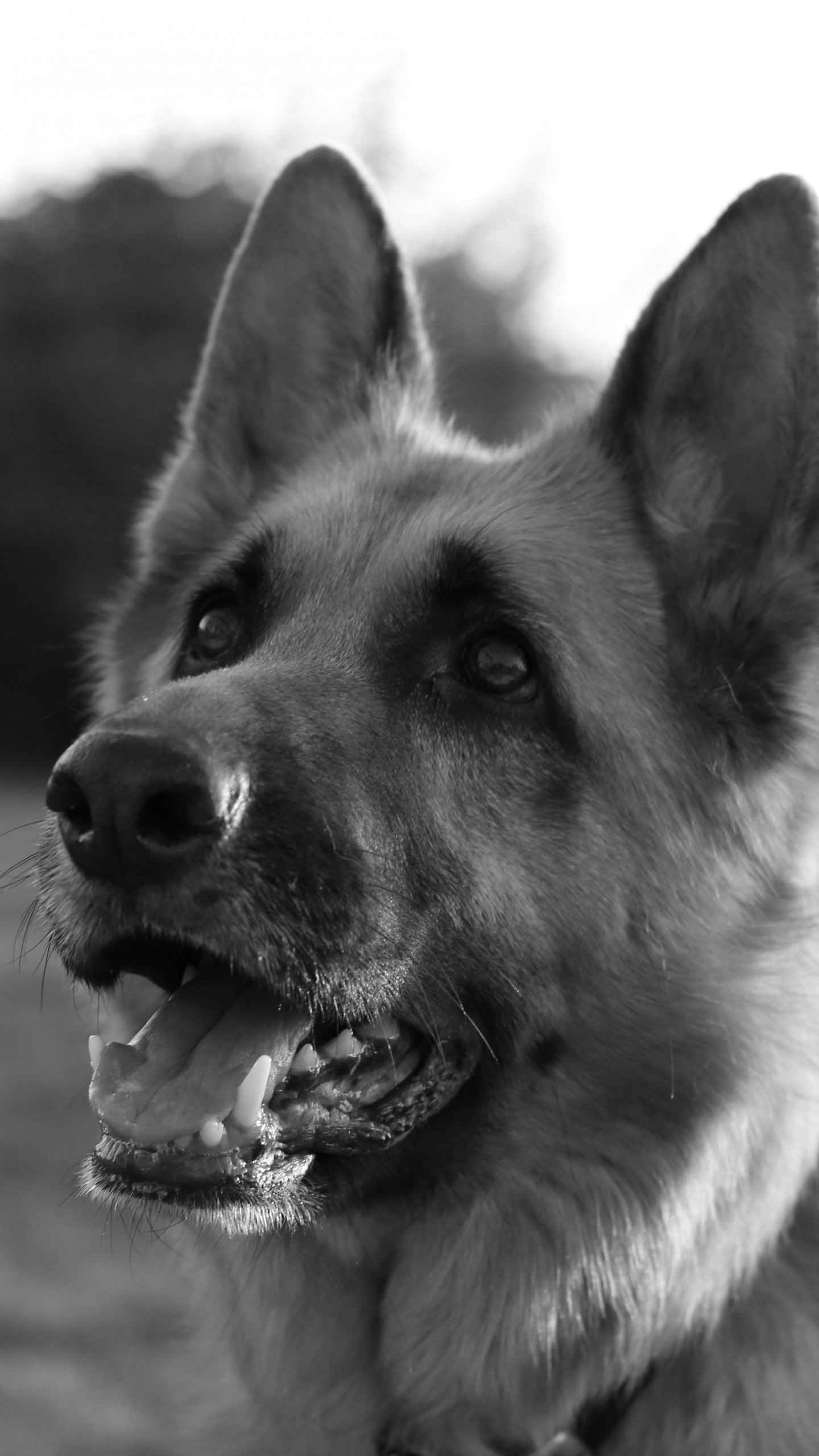 German Shepherd Iphone Wallpapers