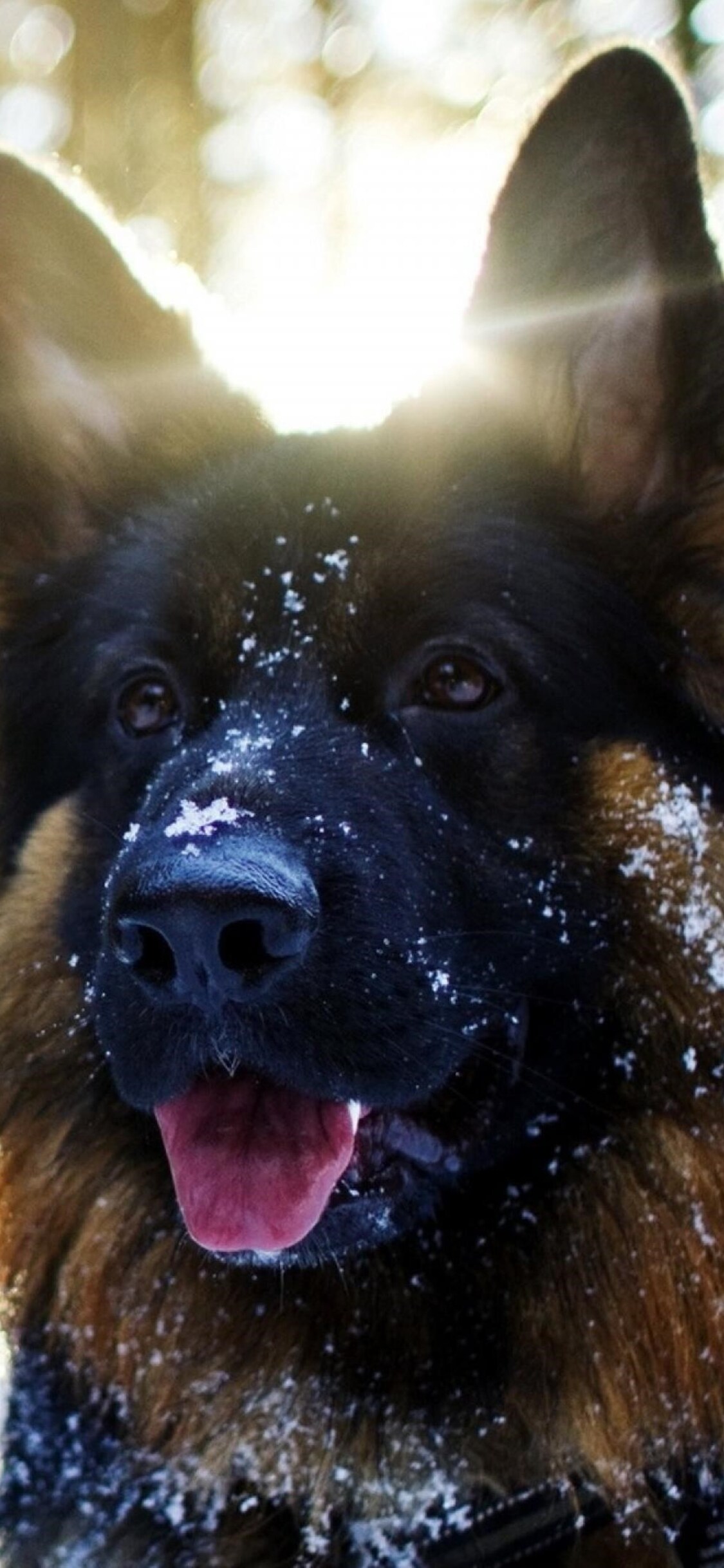 German Shepherd Iphone Wallpapers